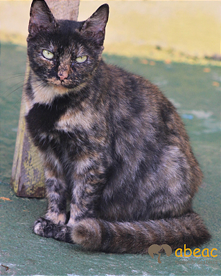 Baunilha -*APADRINHADA*