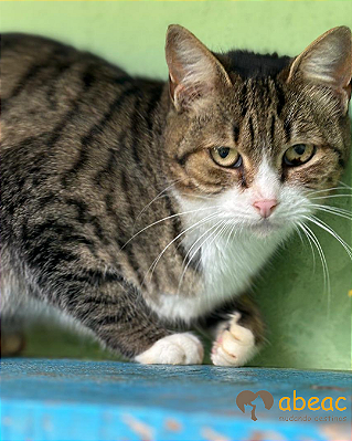 Cherry *APADRINHADA*