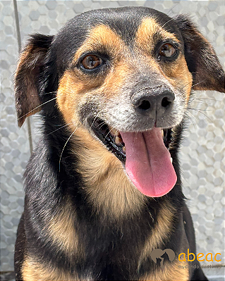 Lupy-300 Anjos - 06 anos