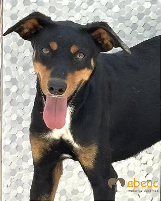 Pudim-Safira - 02 anos -*APADRINHADO*