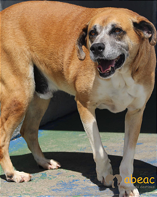 Alf-300 Anjos - 14 anos