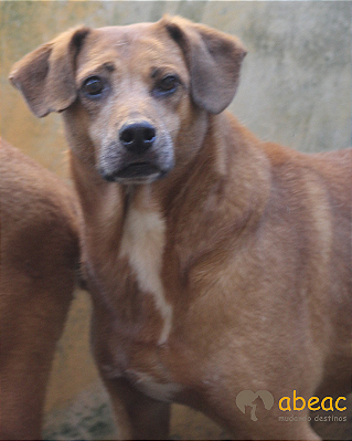 Athos-parelheiros - 12 anos