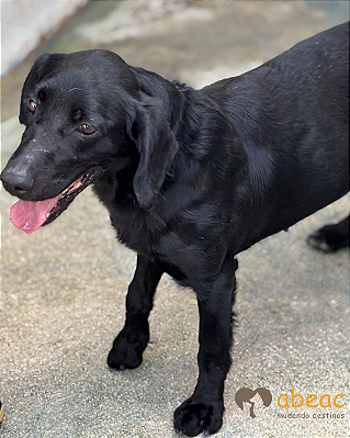 Bandit-Caucaia - 06 anos