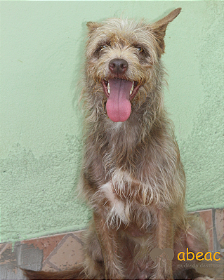 Cacau-300 Anjos - 06 anos