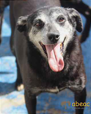 Corina-300 Anjos - 15 anos