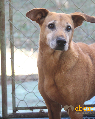 Cristal-Parelheiros - 12 anos