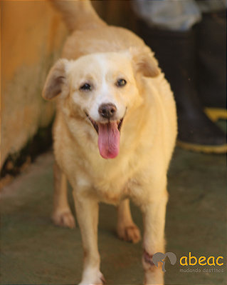 Dara-japonês - 06 anos