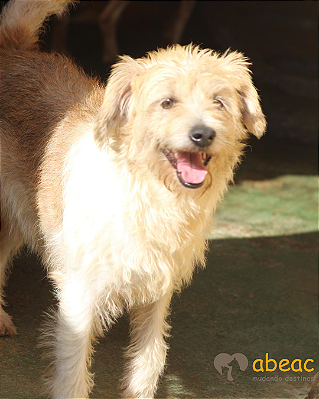 Deco-japonês - 06 anos