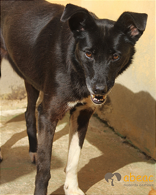 Dora-japonês - 06 anos