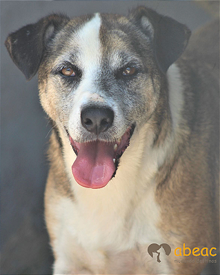 Duque-Sr. Claudio - 12 anos