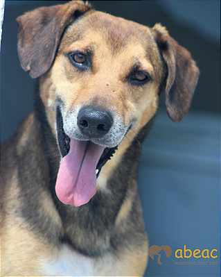 Duque-Layla - 12 anos