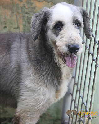 Freddy-300 Anjos - 09 anos