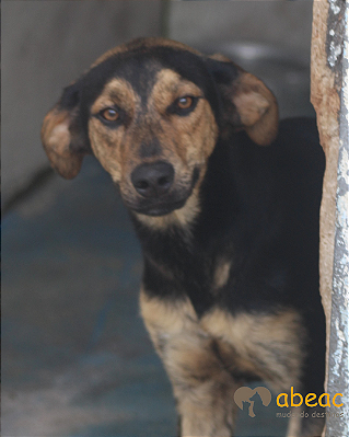 Kiko-Safira - 02 anos