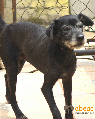 Kiko-300 Anjos - 14 anos