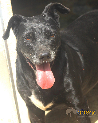 Lalá-300 Anjos - 09 anos