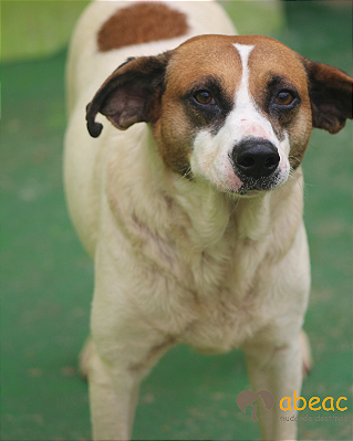 Marley-300 Anjos - 07 anos