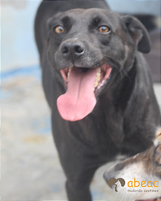 Marvin-300 Anjos - 07 anos