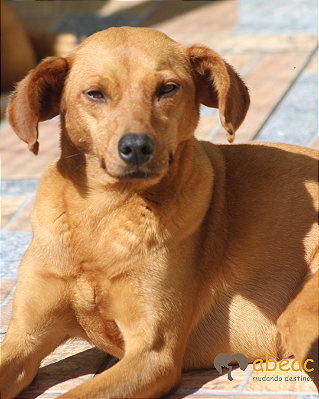 Mony-300 Anjos - 12 anos