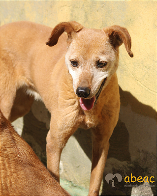 Paty-300 Anjos - 12 anos