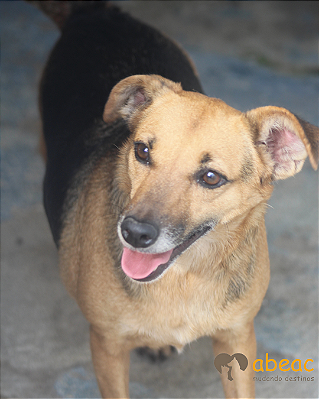 Pilar-300 Anjos - 05 anos