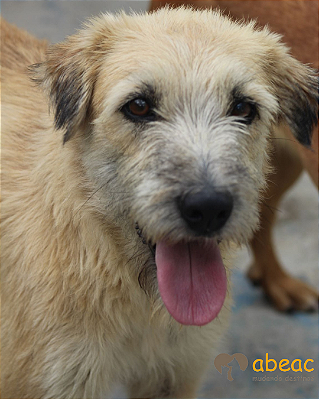 Pingo-Carapicuíba - 10 anos