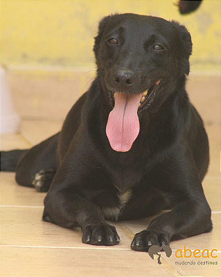 Sansão-Brigitte - 10 anos