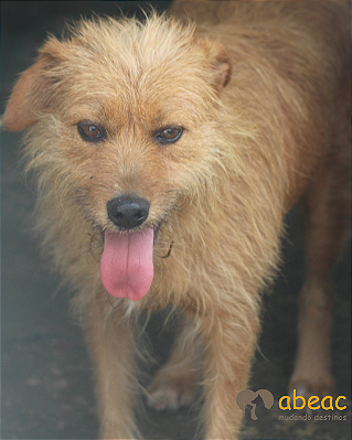 Suzy-Parelheiros - 06 anos