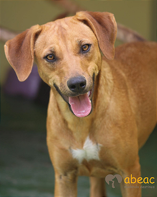 Tainá-Amarula - 08 anos