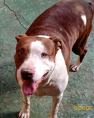 Volpi-300 Anjos - 06 anos