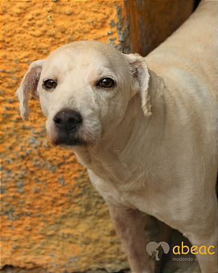 Adão-Caucaia - 12 anos