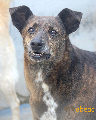 Adele-300 Anjos - 15 anos