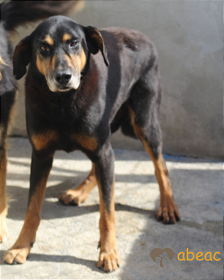 Apolo-Caucaia - 16 anos