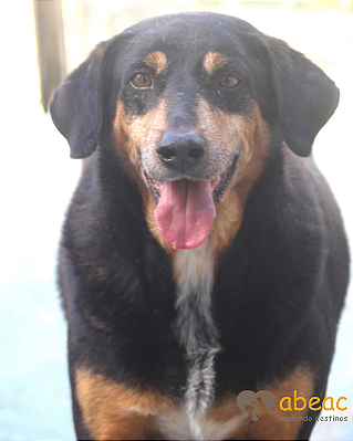 Apolo-Gigi - 13 anos