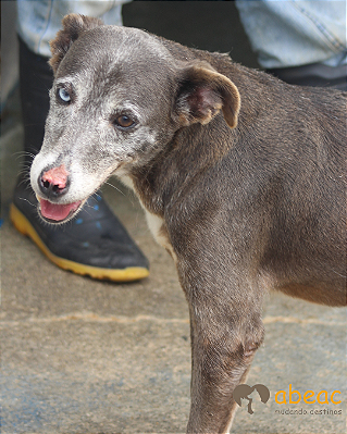 Aruska-300 Anjos - 15 anos