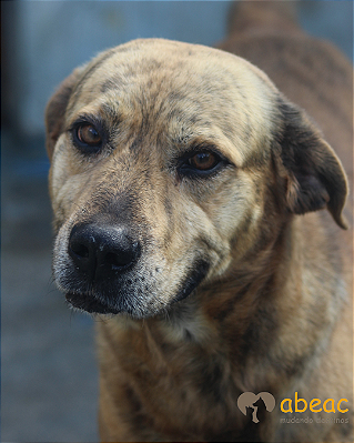 Benji-Mabel -12 anos