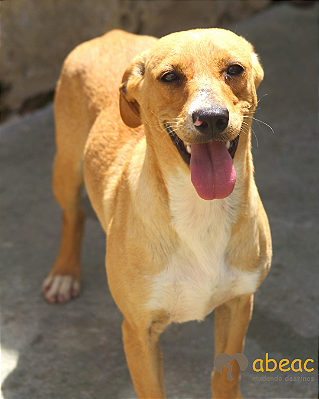 Brenda-Camila - 04 anos