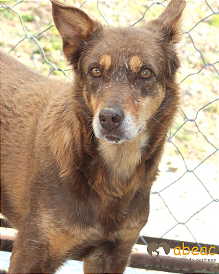 Brenda-300 Anjos - 13 anos