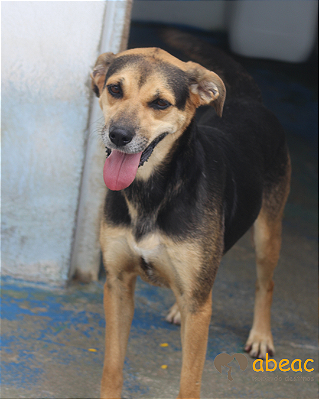 Capitu-300 Anjos - 08 anos