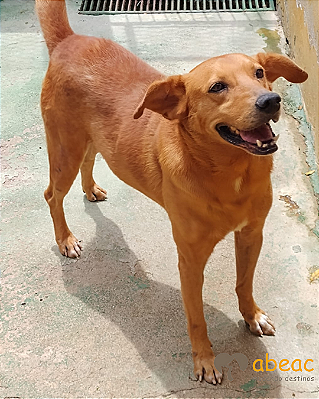 Caramelo-Caucaia - 06 anos