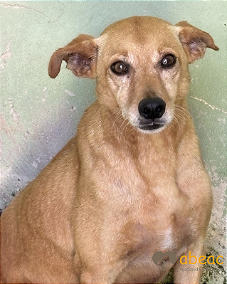 Chico-Parelheiros - 09 anos