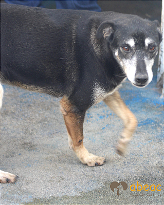 Dexter-Valentina - 10 anos