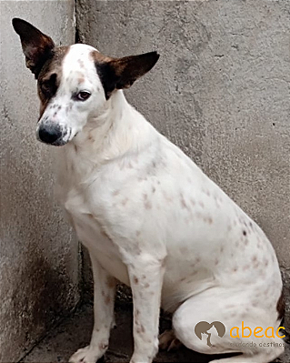 Dolly-Sr. Claudio - 07 anos