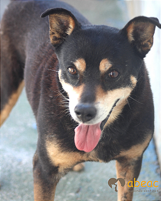 Dunga-300 Anjos - 10 anos