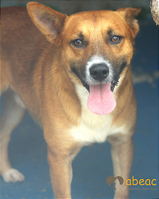 Dylan-300 Anjos -05 anos