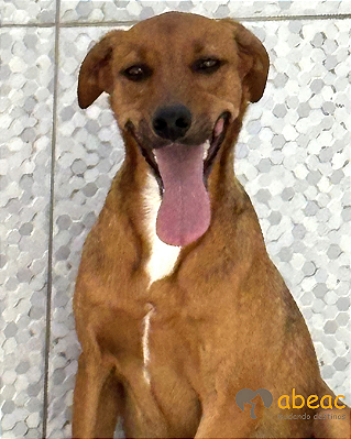 Lord-Safira - 02 anos