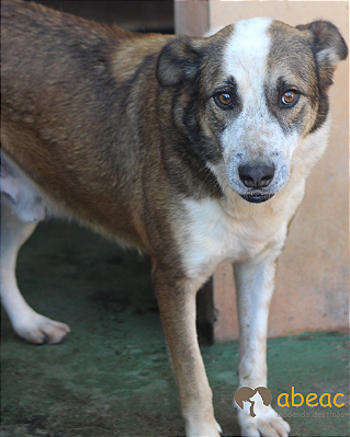 Morgan-300 Anjos - 11 anos