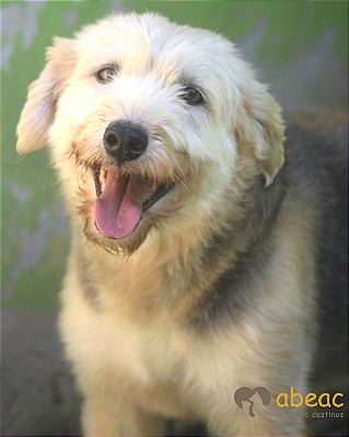 Pandora-300 Anjos - 12 anos