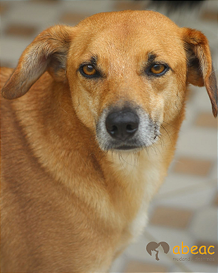 Petro-Caucaia - 11 anos