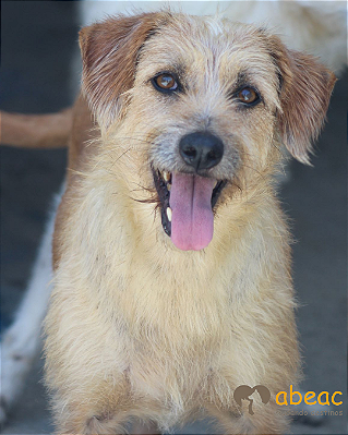 Sininho -Caucaia - 14 anos