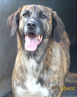 Tigresa-Caucaia - 05 anos